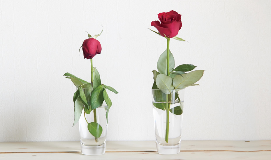 ２種類の水に入った薔薇の花　左：水道水。右：フルボ酸を1滴入れて薄めた天然水。